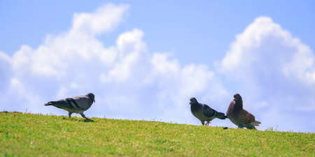 Three pigeon on the green grass against the sky. Photo with blur.