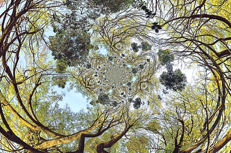 Crones of trees with imposition of various conversion effects, spherical bias and twistingの写真素材