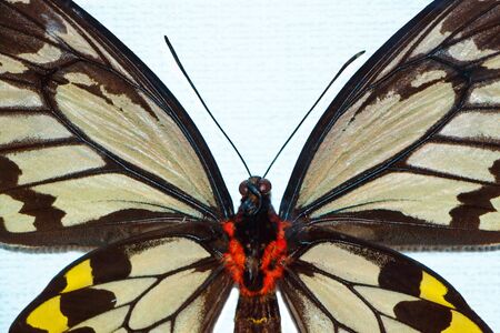 Big butterfly with red moss on the bodyの写真素材