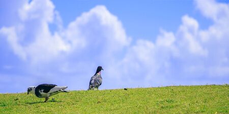 Two pigeon on green grass against the skyの写真素材