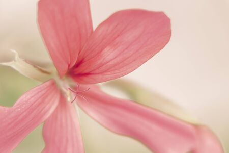 A delicate pink lily with long petals and a very thin stamen. Isolate.の写真素材
