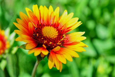 Bright flower with yellow petals and orange nectarines and pollenの写真素材