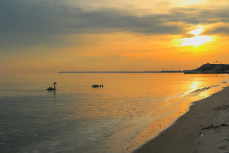 Quiet beach sunset with swans in calm waters and golden reflectionsの写真素材