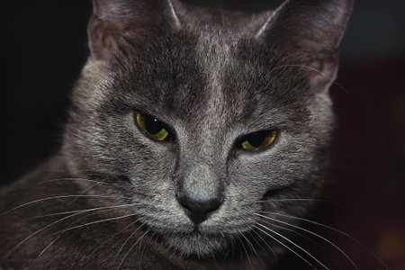 Close-Up Portrait of a Gray Cat with Piercing Eyesの写真素材