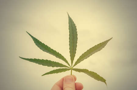 leaf marijuana at sunsetの写真素材