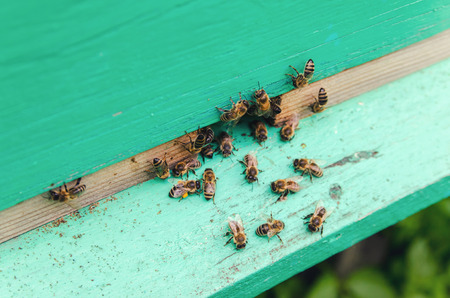 Bees with honey at the entrance to the hiveの写真素材