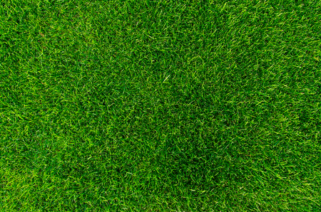 Bright green grass textureの写真素材
