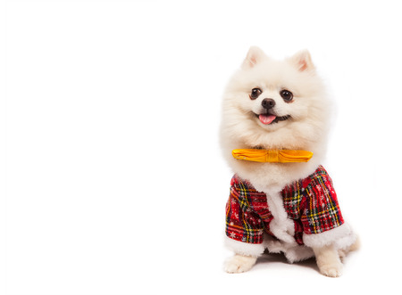 White spitz isolated on a white background with copyspaceの写真素材