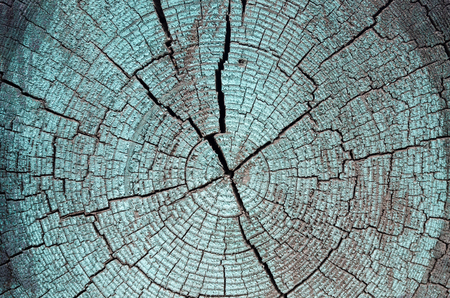 texture of rustic turquoise cut tree painted woodの写真素材