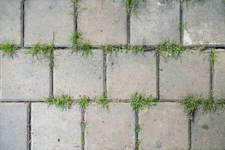 Texture of paving slabs with green grassの写真素材