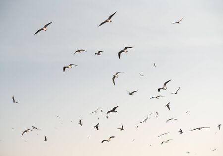 Flock of seagulls on sky backgroundの写真素材