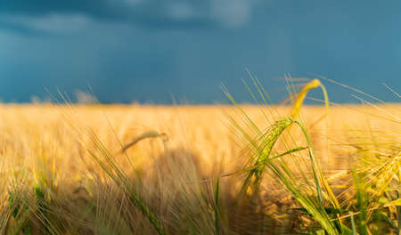 Blurred background field with wheatの写真素材