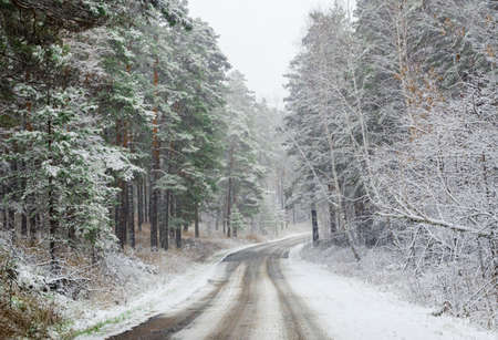 The snowy road in the forestの写真素材