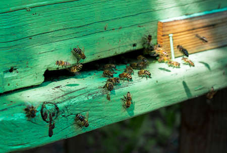 The bees near the green hiveの写真素材