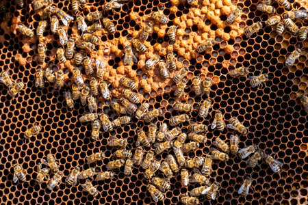 Frame with bees on sunny day