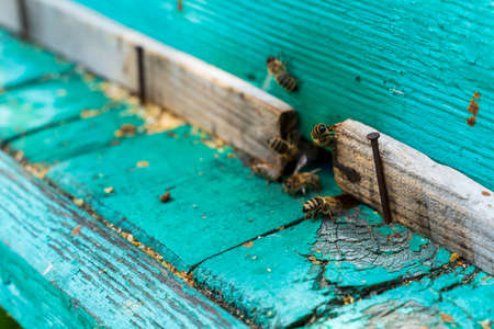Frame with bees near the beehive, and chisel