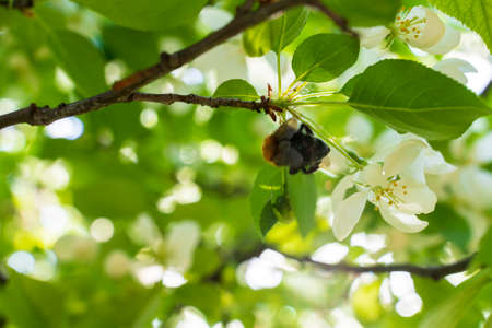 Frame with bees near the beehive, and chiselの写真素材