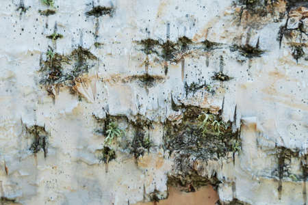 The birch texture birch barkの写真素材