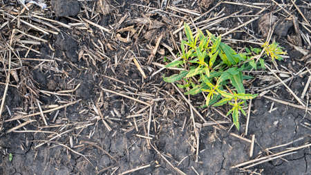 Green plant on dry lifeless ground. selective focus