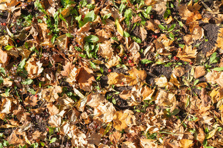 Autumn leaf texture with fallen berriesの写真素材