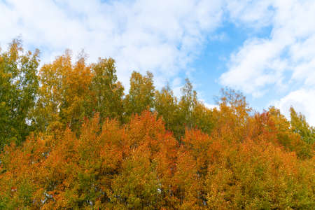 Photo of an evening forest fire.の写真素材