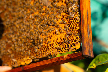 Bees on a frame in a hive. selective focusの写真素材