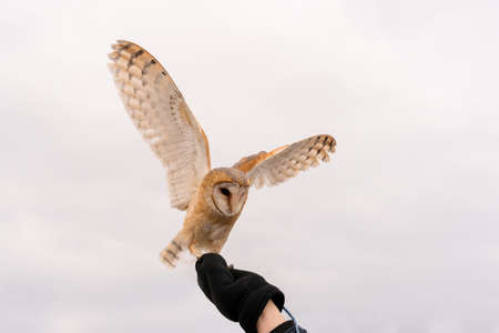 Owl sits on a handの写真素材