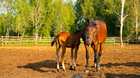 Horse and Foal on a summer dayの写真素材