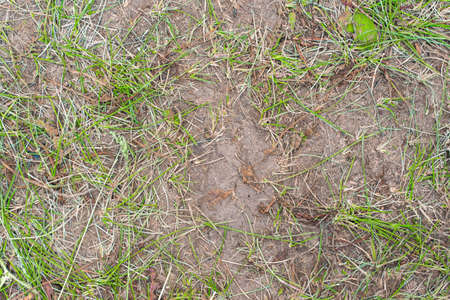 Ground texture with some grassの写真素材