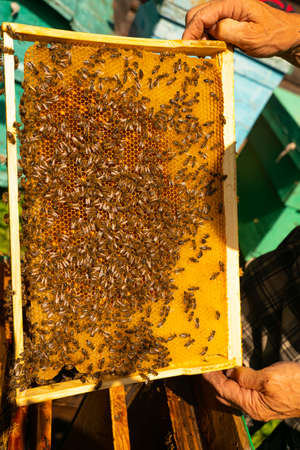 Bee frame in the hiveの写真素材