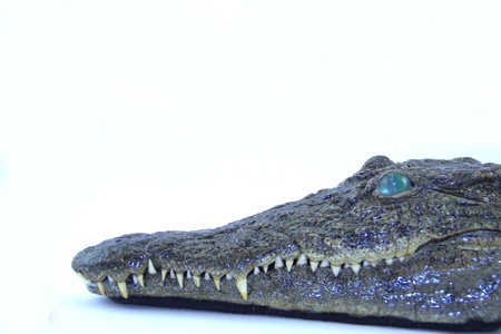 Stuffed head of crocodile on whiteの写真素材