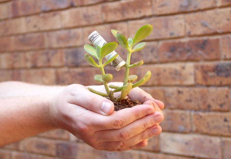 Hands holding young money tree with money leafの写真素材