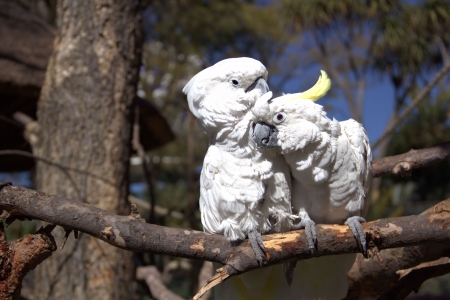 Couple of white parrots in loveの写真素材