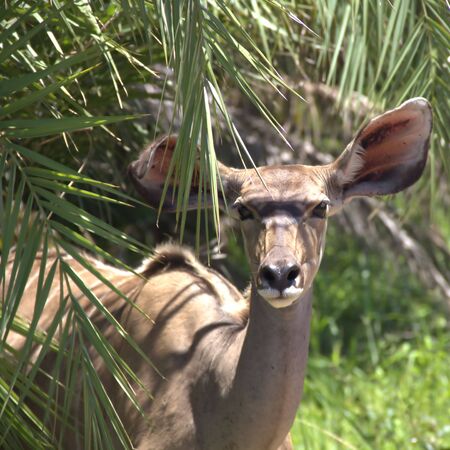 Antelope in the nature の写真素材