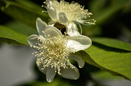 guava tree plant.  Beautiful white flowers of guavaの写真素材