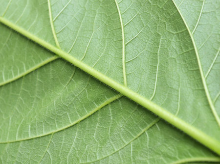 Green leaf macro close up. Natural background for graphic design or wallpaper.
