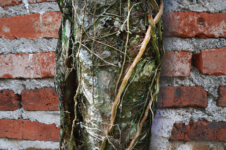 close-up of an old tree trunk with messy, grungy roots and fibers against a red brick wall in the...