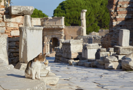 Curetes Street, the Most Prestigious Part of Ancient Ephesusの写真素材