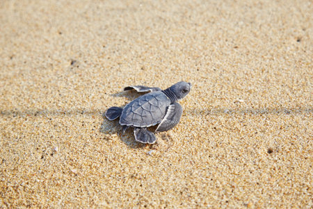 Experiencing a baby turtle release in Puerto Escondido, Oaxaca, Mexico