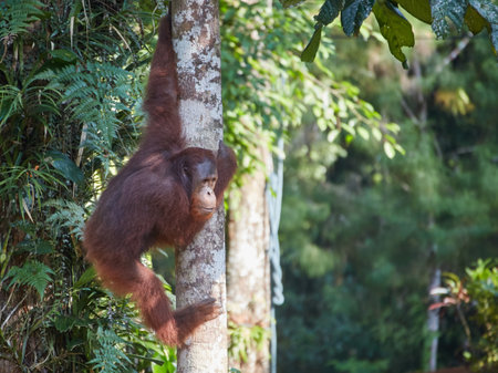 The Semenggoh Nature Reserve outside of Kuching, Malaysia, is one of the best places to see wild orangutansの写真素材