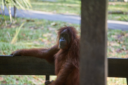 The Semenggoh Nature Reserve outside of Kuching, Malaysia, is one of the best places to see wild...