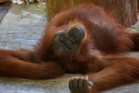 The Semenggoh Nature Reserve outside of Kuching, Malaysia, is one of the best places to see wild...