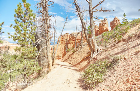 Hiking the Peekaboo Loop Trail in Bryce Canyon National Parkの写真素材