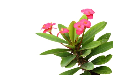 Cronw of thorns plant is believed to be auspicious, if planted in the house.の写真素材