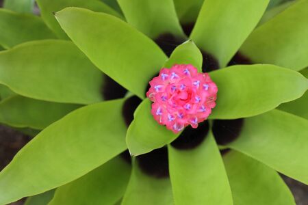 Bromeliad plants to decorate various places. They are beautiful.の写真素材