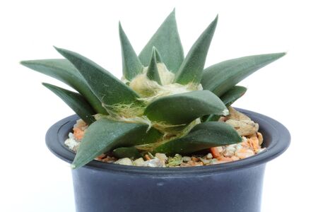 Ariocarpus Cactus isolated on white backgroundの写真素材
