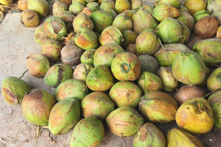 The coconut productivity in rural areasの写真素材
