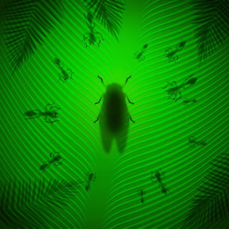 Ants attack cicada shadow on banana leaf in the tropical sunの写真素材