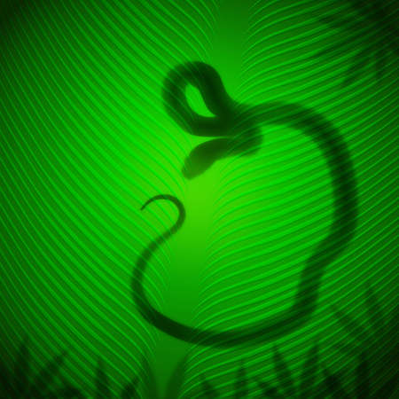 Snake shadow on banana leaf in the tropical sunの写真素材