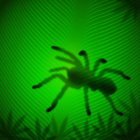 Spider shadow on banana leaf in the tropical sunの写真素材